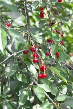 Uicy red cherry on the branches of a tree against the sky Stock Photos