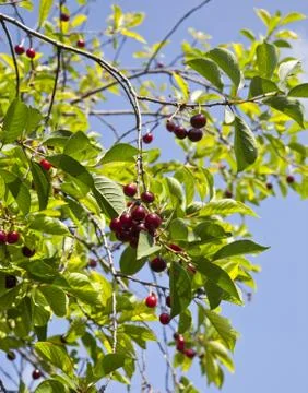 Uicy red cherry on the branches of a tree against the sky Stock Photos