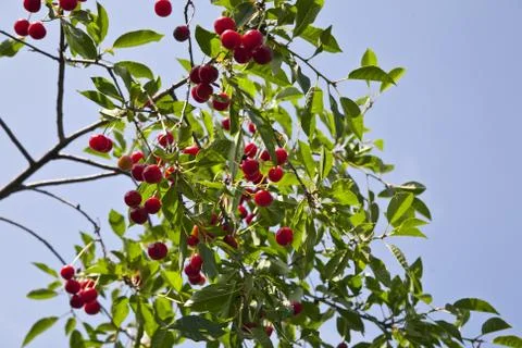 Uicy red cherry on the branches of a tree against the sky Stock Photos