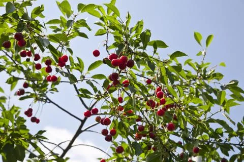 Uicy red cherry on the branches of a tree against the sky Stock Photos