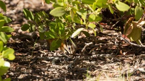 Uinta chipmunk foraging for seeds and berries Stock Photos