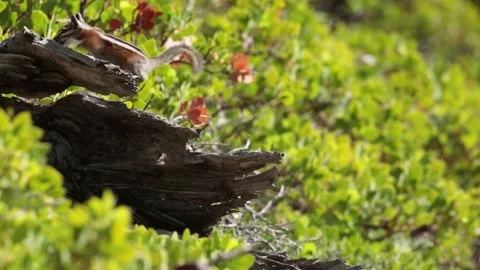 Uinta chipmunk on tree stump in morning sun 库存影片 141771606