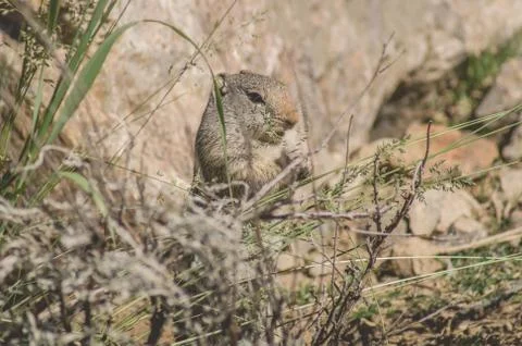 Uinta Ground Squirrel eating grass Stock Photos