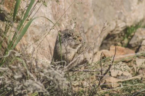 Uinta Ground Squirrel eating Stock Photos