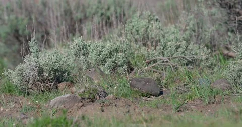 Uinta ground squirrel emerges from grass before fleeing Stock Footage 341526660