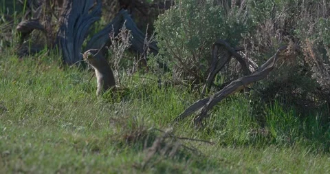 Uinta ground squirrel gathers nesting material before scanning surroundings Stock Footage 341526649