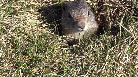 Uinta Ground Squirrel Popping Out of Hole - Prairie Dog Chisler Stock Footage 85964361