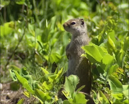 Uinta ground squirrel posting at burrow Stock Footage 21981626