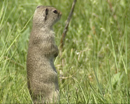 Uinta ground squirrel standing on back legs (posting) + alarm call Stock Footage 35519720