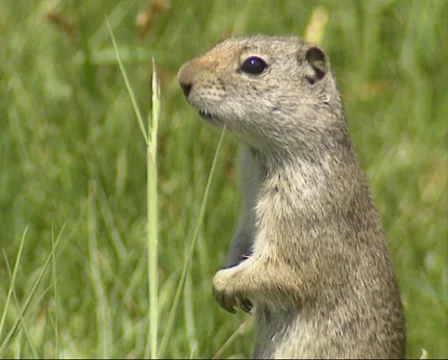 Uinta ground squirrel standing upright (posting) + alarm call - medium shot Stock Footage 35520349