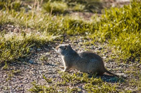 An Uinta Ground Squirrel in sunset, Grand Teton National Park, Wyoming. Stock Photos