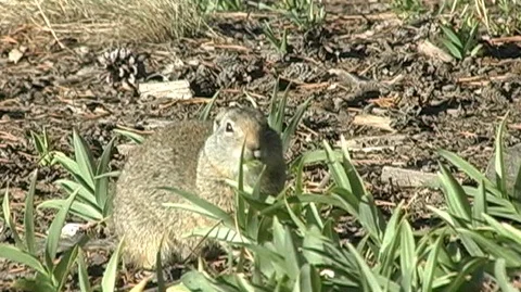 Uinta Ground Squirrel (Urocitellus armatus) Foraging in Grass Stock Footage 92968365