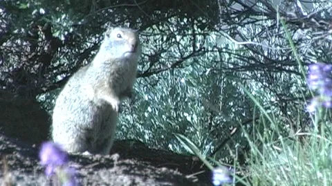 Uinta Ground Squirrel (Urocitellus armatus) on Burrow Видео 93092124