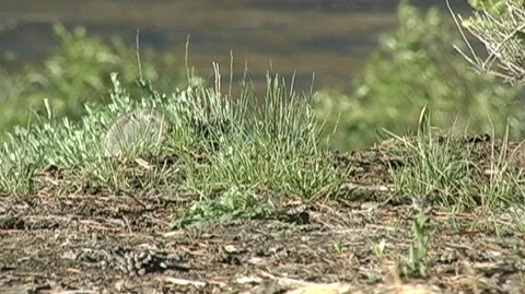 Uinta Ground Squirrel (Urocitellus armatus) Foraging in Grass Stock Footage 93365266