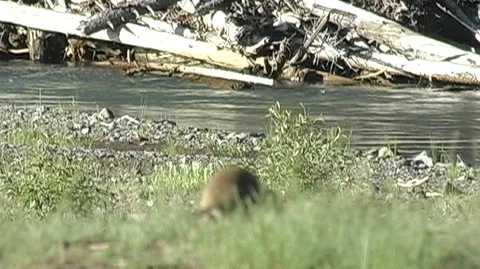 Uinta Ground Squirrel (Urocitellus armatus) Foraging in Grass Stock Footage 93366957