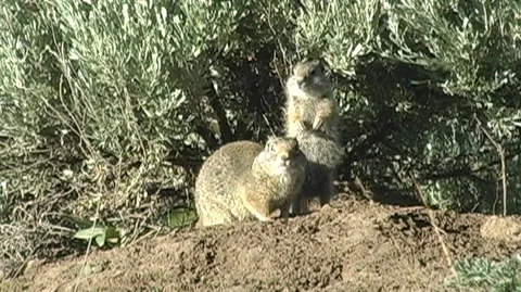 Uinta Ground Squirrel (Urocitellus armatus) on Burrow Stock Footage 93945886