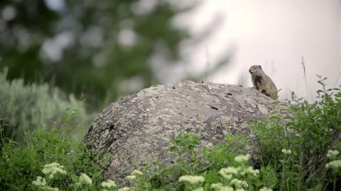 Uinta Ground Squirrel in Yellowstone National Park Stock Footage 96203609