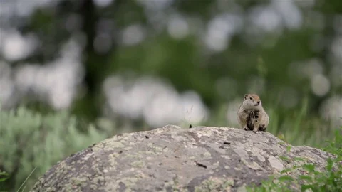 Uinta Ground Squirrel in Yellowstone National Park Stock Footage 96203669
