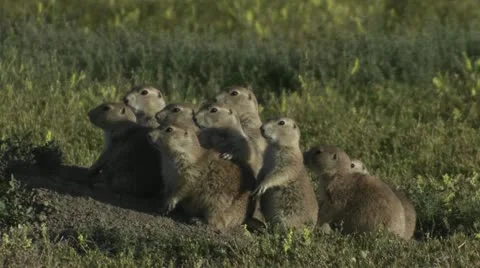Uinta ground squirrels peer from their ground nest in Yellowstone National park. 库存影片 22255967