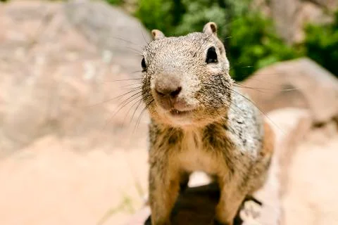 Uinta Groung Squirrel 写真素材