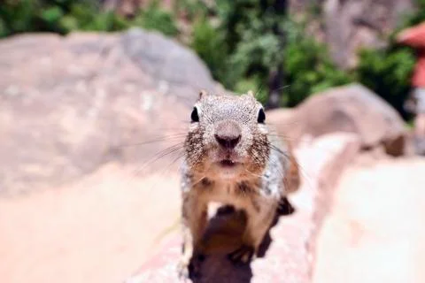 Uinta Groung Squirrel Stock Photos