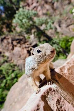 Uinta Groung Squirrel Stock Photos