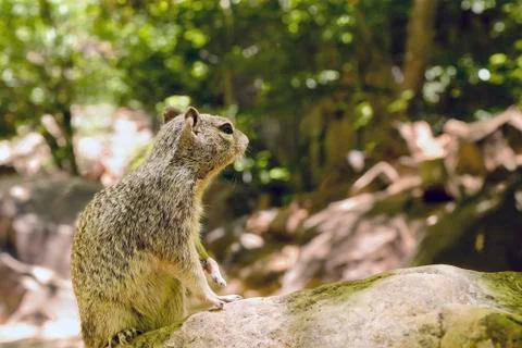 Uinta Groung Squirrel Stock Photos