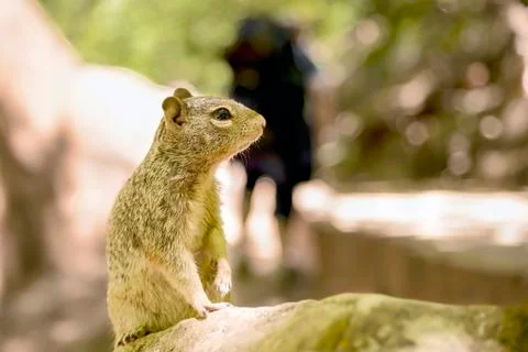 Uinta Groung Squirrel Stock Photos