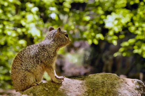Uinta Groung Squirrel Stock Photos