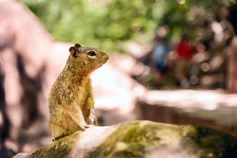 Uinta Groung Squirrel Stock Photos