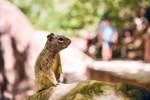 Uinta Groung Squirrel Stock Photos