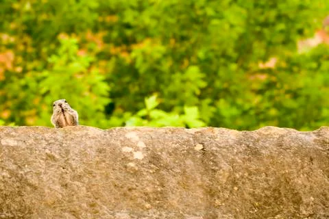 Uinta Groung Squirrel Foto stock