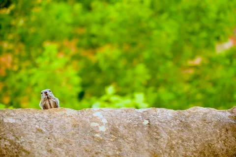 Uinta Groung Squirrel Foto stock