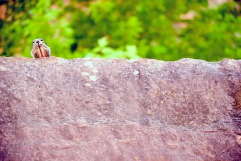 Uinta Groung Squirrel Foto stock