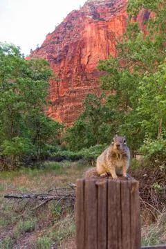 Uinta Groung Squirrel Foto stock
