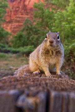 Uinta Groung Squirrel Stock Photos