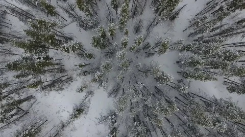 Uinta Mountain Forest Descending Stock Footage 87673525