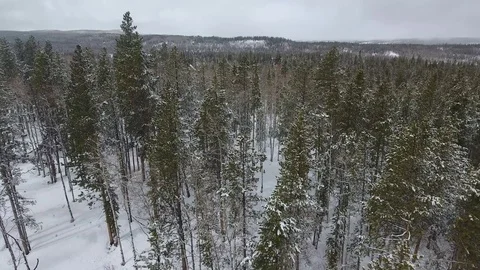 Uinta Mountain Forest Stock Footage 87671528