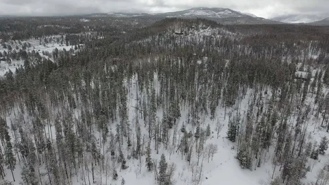 Uinta Mountain Forest Stock Footage 87672333