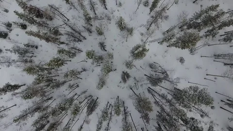 Uinta Mountain Forest Stock Footage 87673269