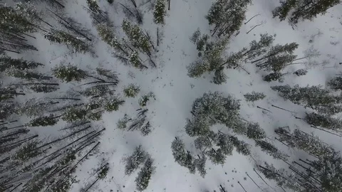 Uinta Mountain Forest Stock Footage 87673493