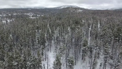 Uinta Mountain Forest Stock Footage 87673600