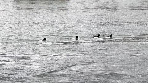 Uji River Stock Footage 302555627