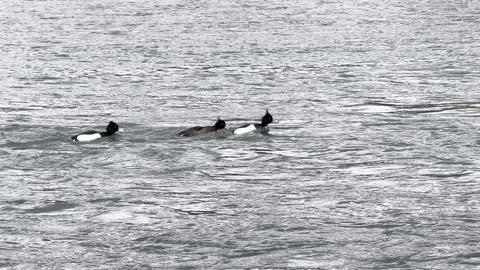 Uji River Stock Footage 302555638