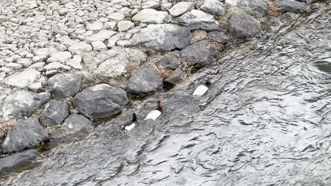 Uji River Stock Footage 302555970