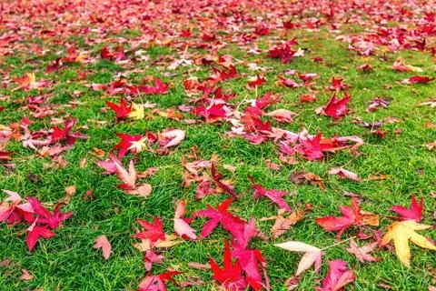 UK autumn Stock Photos