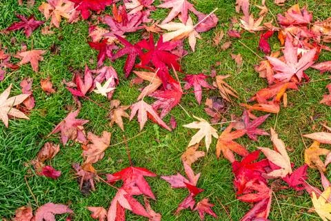 UK autumn Stock Photos