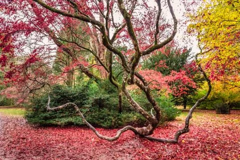 UK autumn Stock Photos