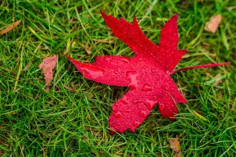 UK autumn Stock Photos