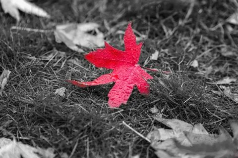 UK autumn Stock Photos